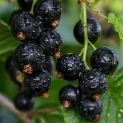 Ben Sarek Black Currant