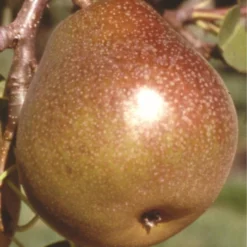 Honey Sweet European Pear