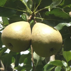 Barnett European Perry Pear