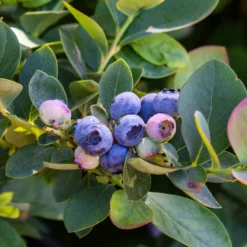 Bushel And Berry® Silver Dollar® Blueberry
