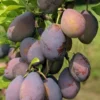 Stanley European Plum