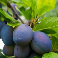 Combo European Plum Tree (3 Varieties)