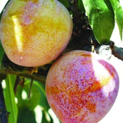 Superior Asian Hybrid Plum