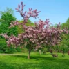 Thundercloud Flowering Plum