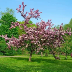 Thundercloud Flowering Plum