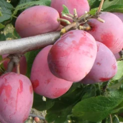 Victoria European Plum